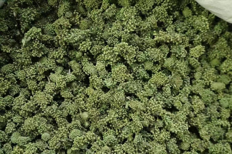 三七花，文山三七，三七花两年花，三七花三年花，颜色绿