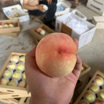 凤桥水蜜桃🍑