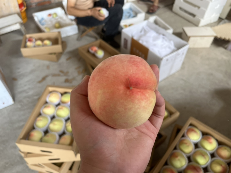 凤桥水蜜桃🍑