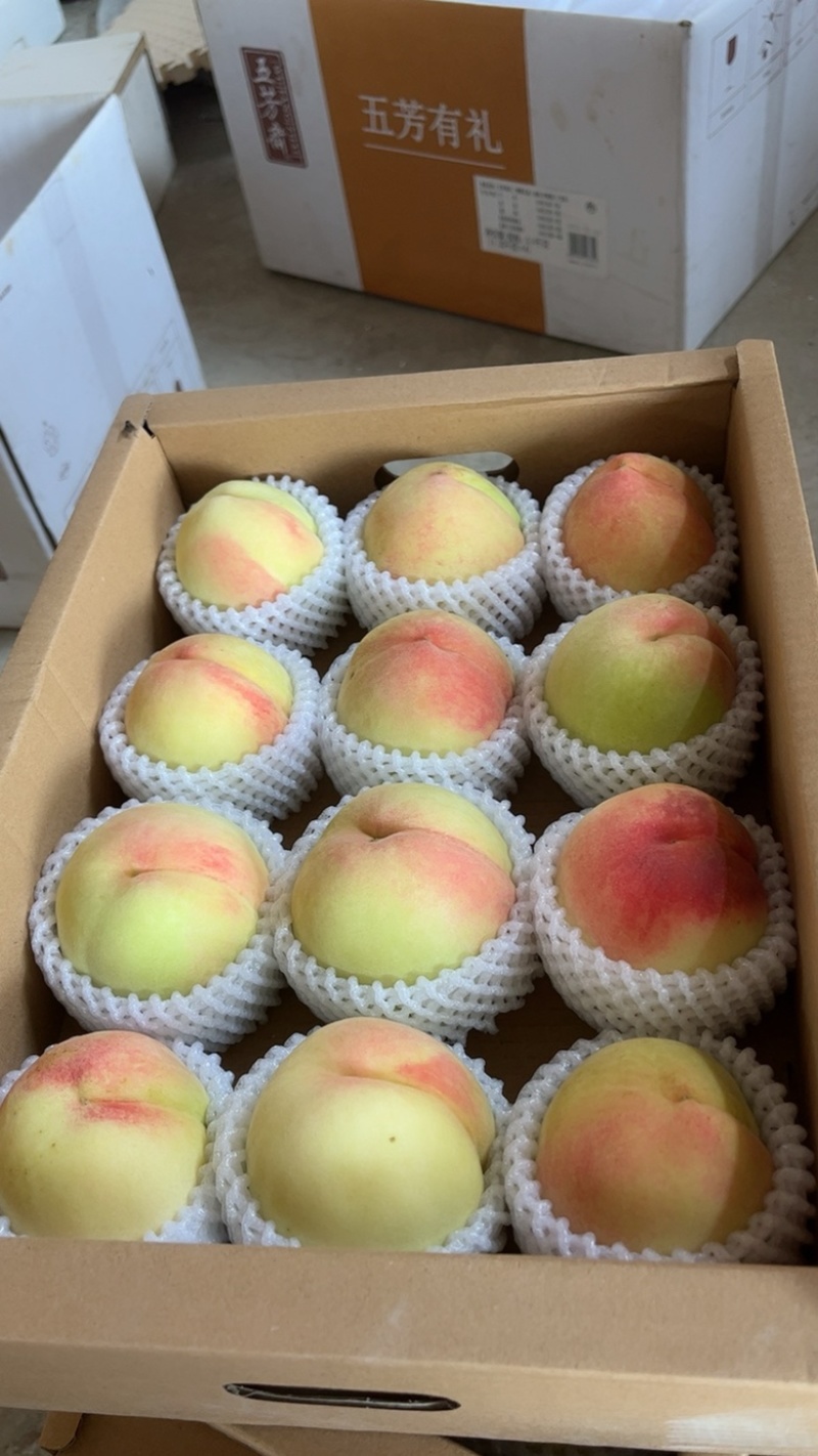 凤桥水蜜桃🍑