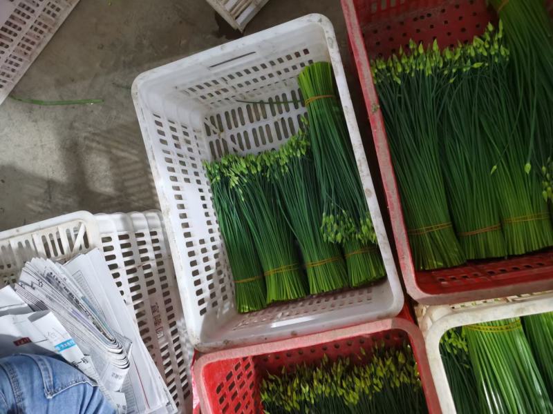 韮苔精品甘肃韮苔韮花，质量保证，全国代收，代发。