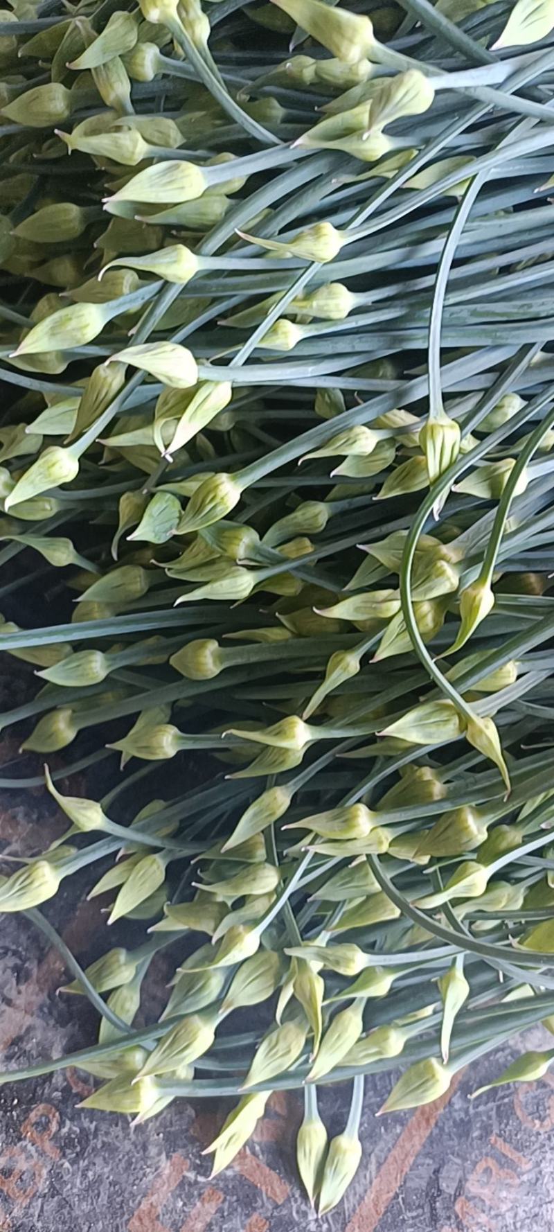 韮苔精品甘肃韮苔韮花，质量保证，全国代收，代发。