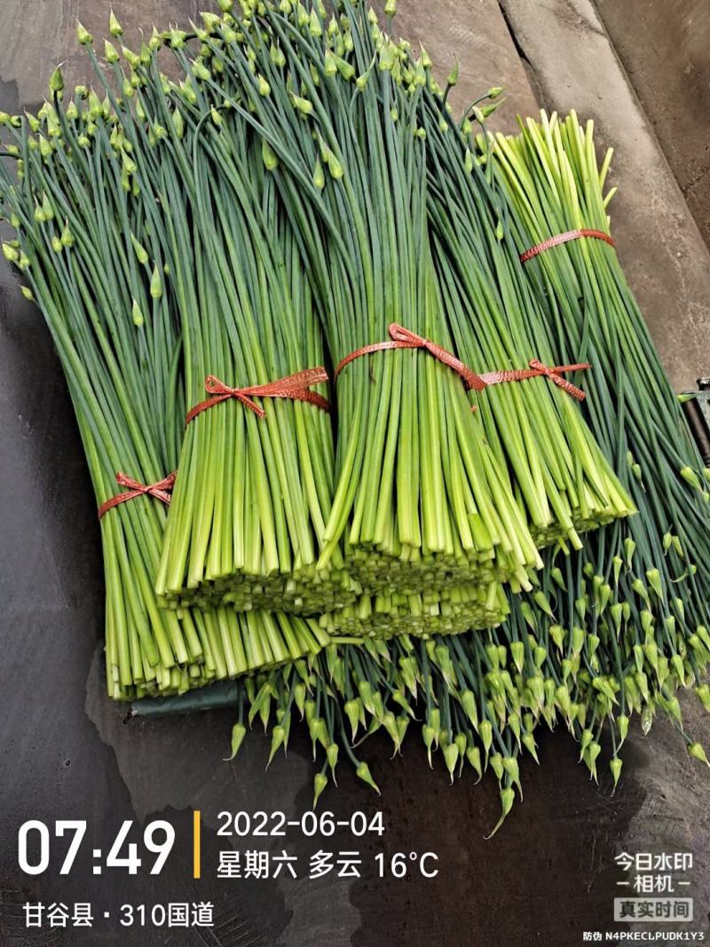 韮苔精品甘肃韮苔韮花，质量保证，全国代收，代发。