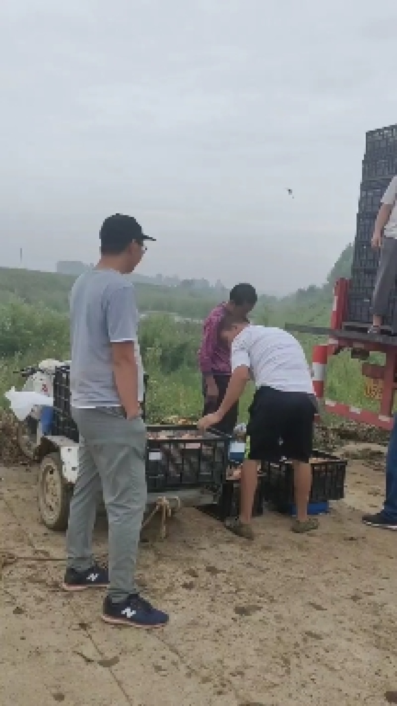 南水梨货源充足，口感很好，果子皮薄，糖度高，汁水多，
