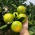 宜昌蜜橘自产自销品质保证价格实惠整车发货坏果包赔包换