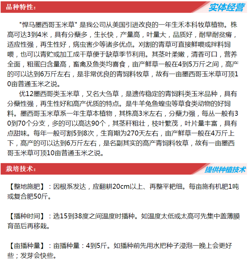 墨西哥玉米草种子畜禽猪牛羊鸡鸭鹅鱼兔牧草青贮饲用牧草