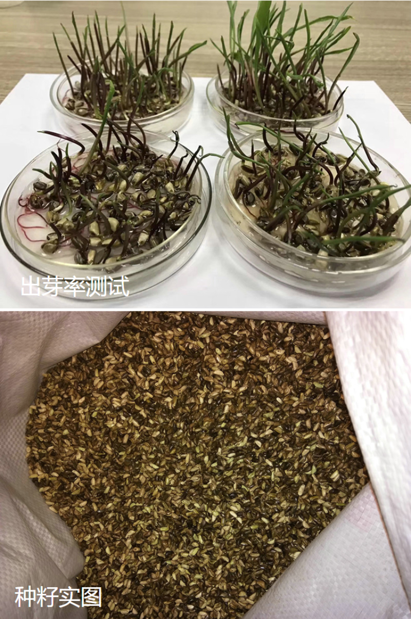 墨西哥玉米草种子畜禽猪牛羊鸡鸭鹅鱼兔牧草青贮饲用牧草