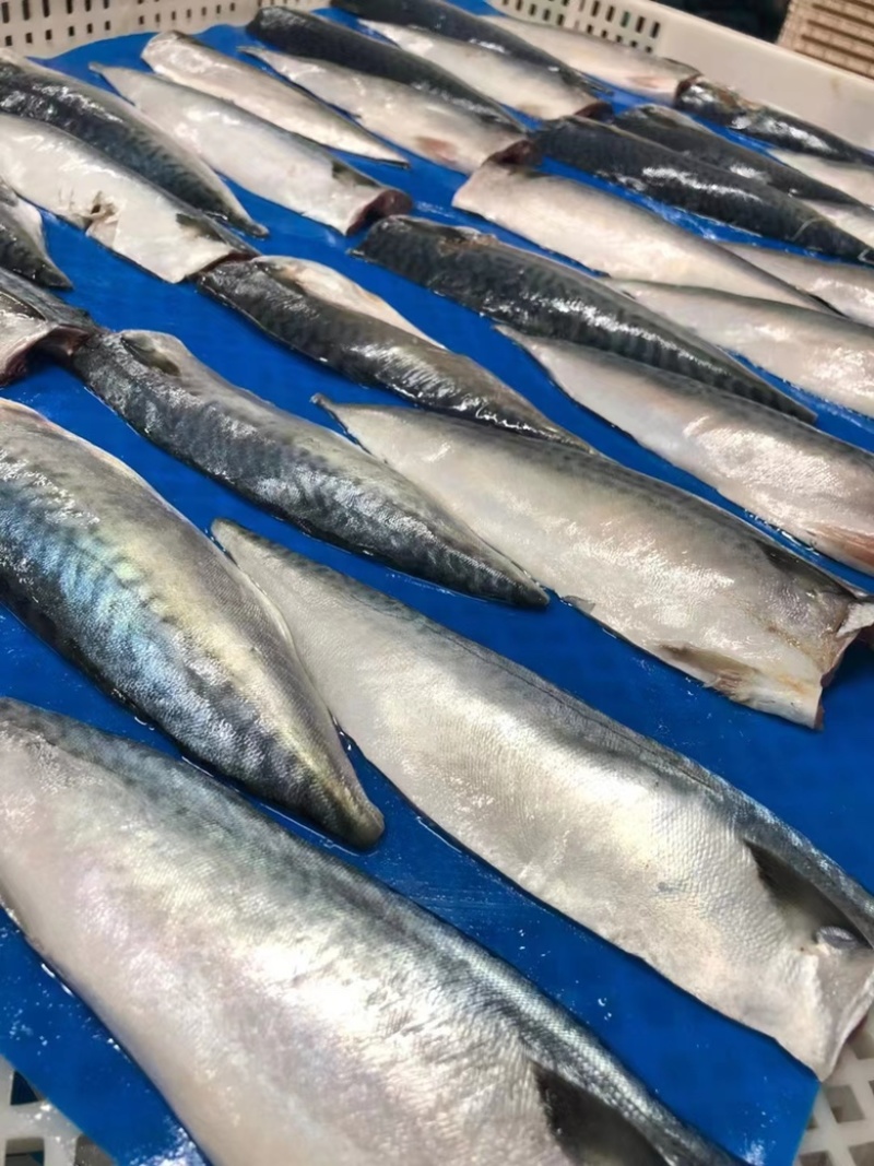 鲐鲅鱼片青花鱼新鲜去头去尾鲅鱼深海燕尾鲅烧烤海鲜水产批发