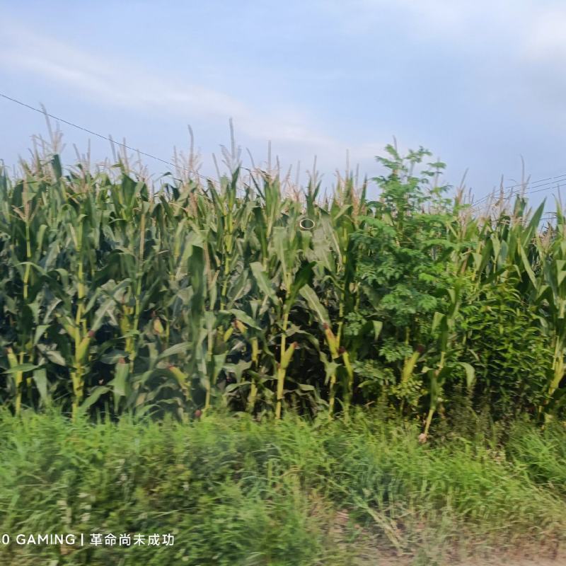 湖北襄阳湿玉米马上上市，有老板需要可以合作