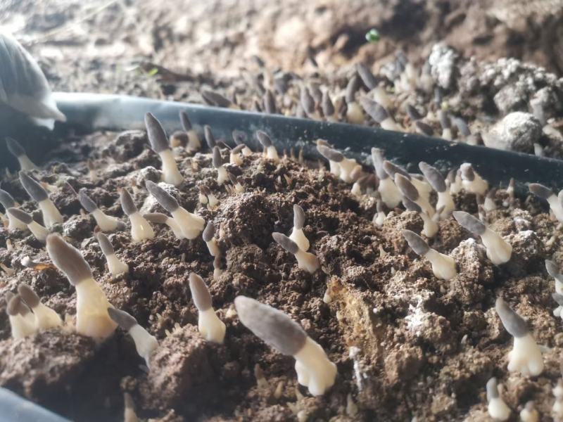 羊肚菌菌种营养袋全包技术支持对接收购商无后顾之忧