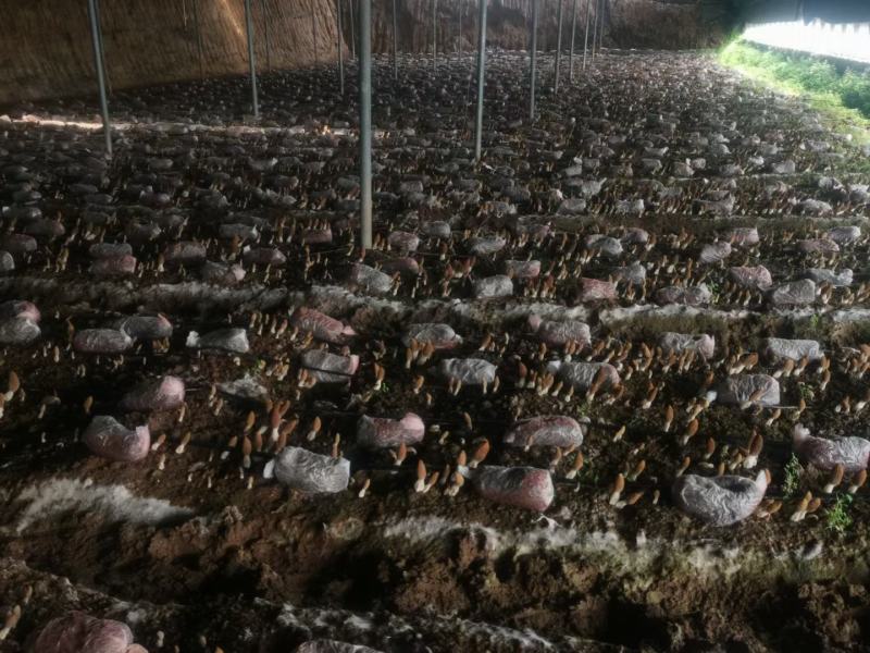 羊肚菌菌种营养袋全包技术支持对接收购商无后顾之忧