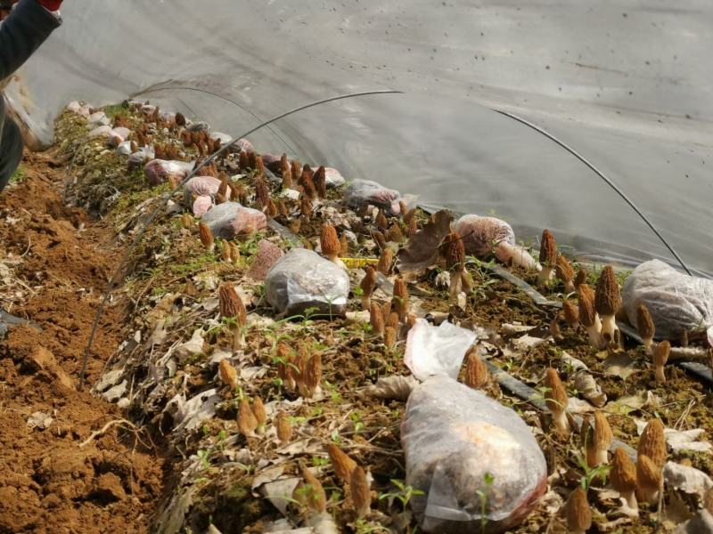 羊肚菌菌种营养袋全包技术支持对接收购商无后顾之忧