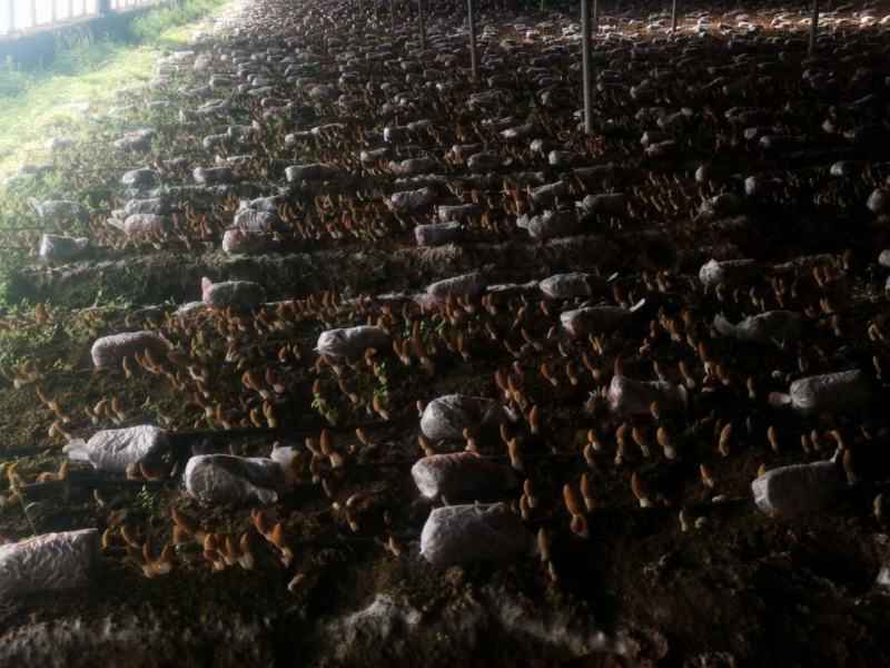 羊肚菌菌种营养袋全包技术支持对接收购商无后顾之忧