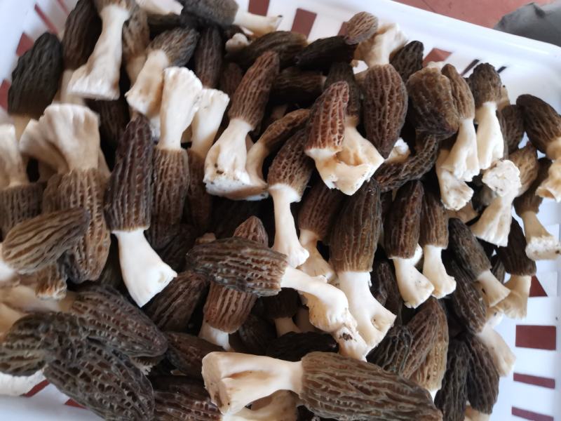 羊肚菌菌种营养袋全包技术支持对接收购商无后顾之忧