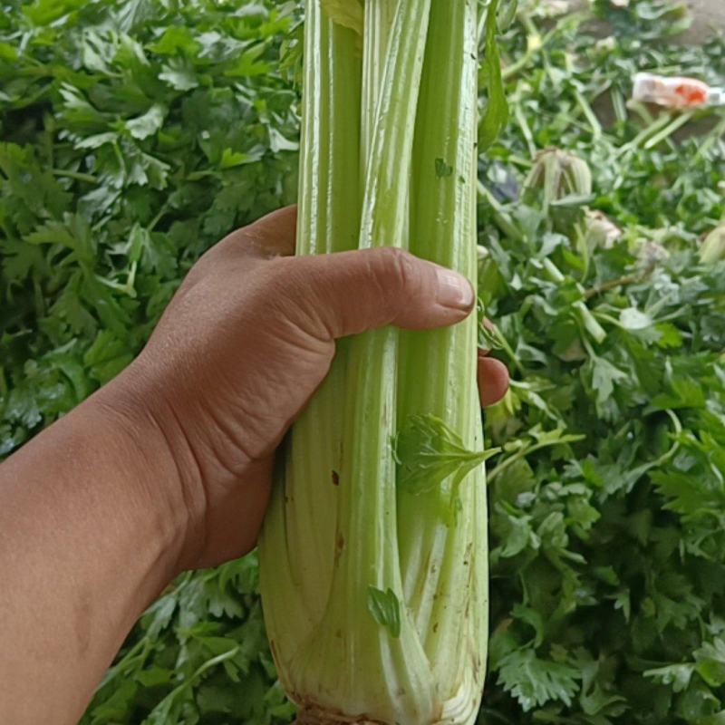 精品高原西芹大量上市立足产地，尽心尽力服务客商