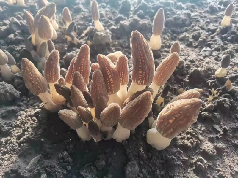 羊肚菌菌种营养袋全包技术支持对接收购商无后顾之忧