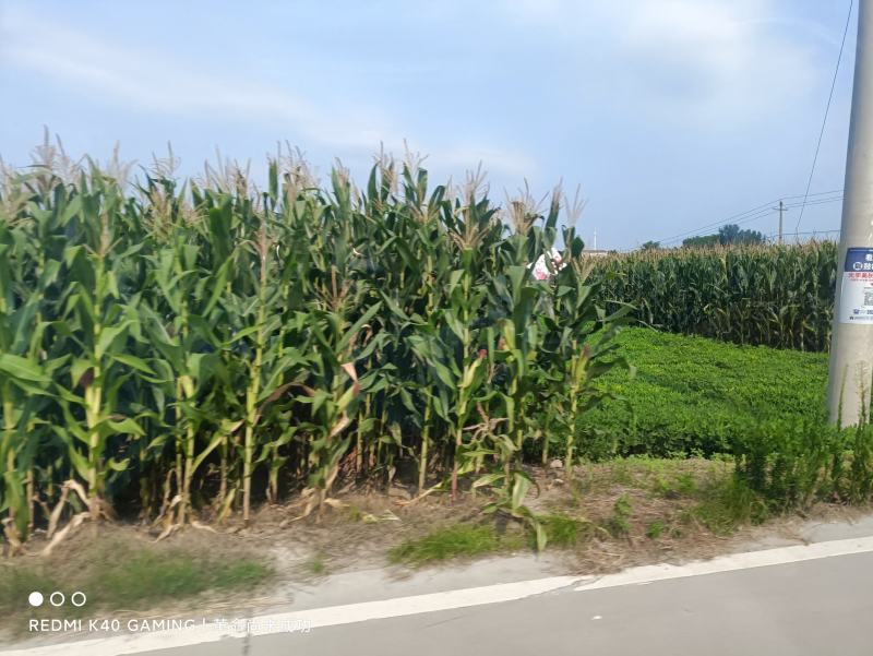 湖北襄阳湿玉米马上上市，有老板需要可以合作