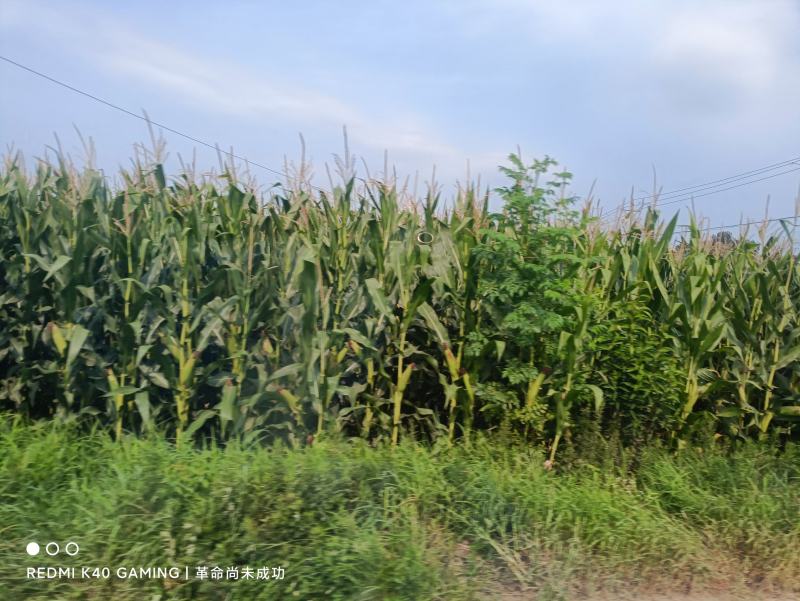 湖北襄阳湿玉米马上上市，有老板需要可以合作