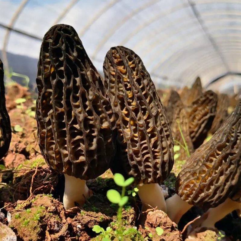 羊肚菌菌种营养袋全包技术支持对接收购商无后顾之忧