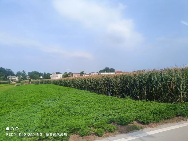 湖北襄阳湿玉米马上上市，有老板需要可以合作