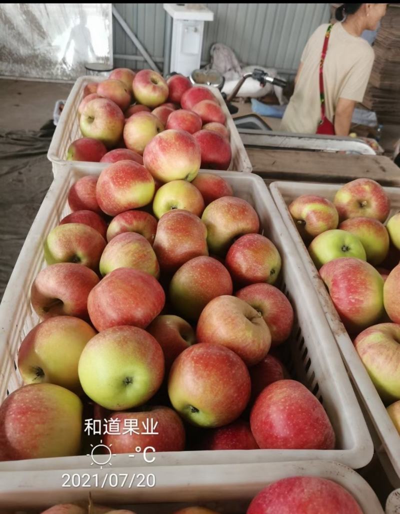 鲁丽苹果七月二十号上市货源充足口感脆甜山西运城