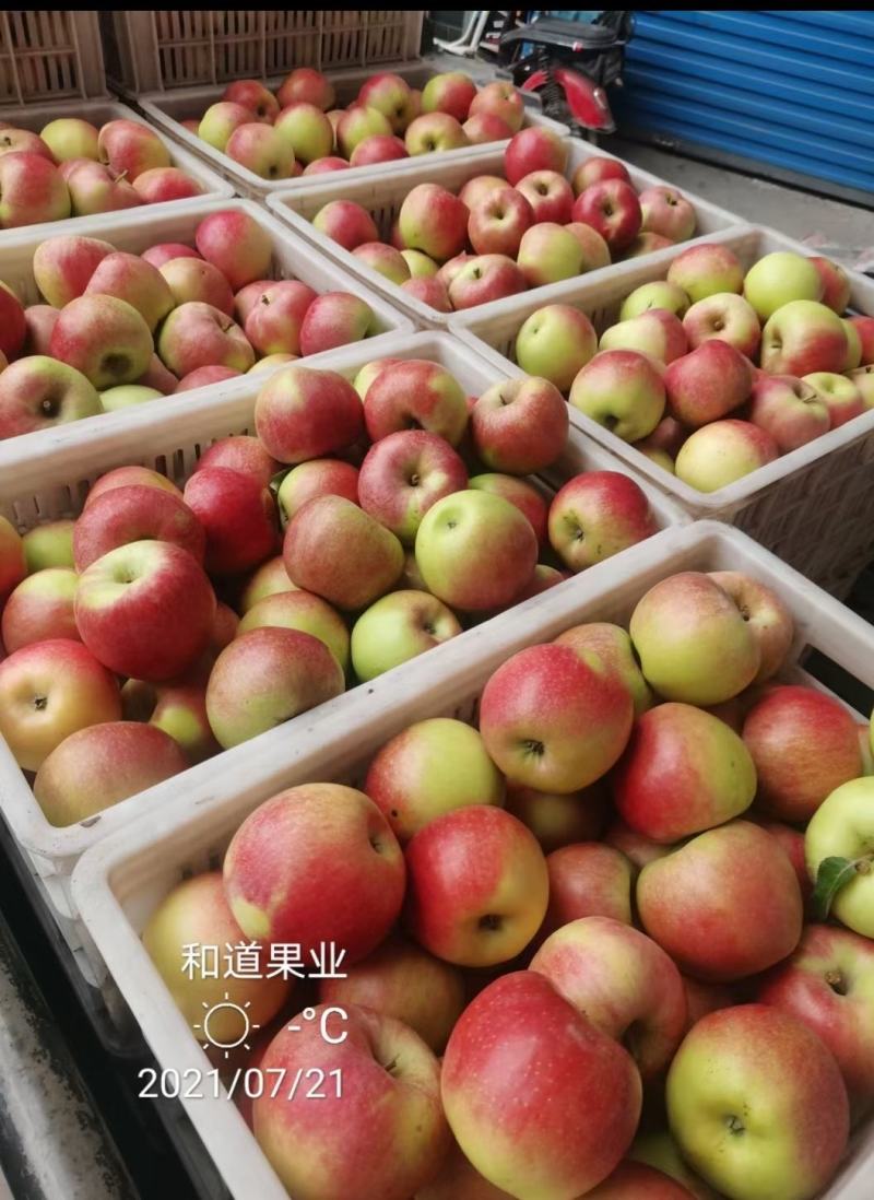 鲁丽苹果七月二十号上市货源充足口感脆甜山西运城