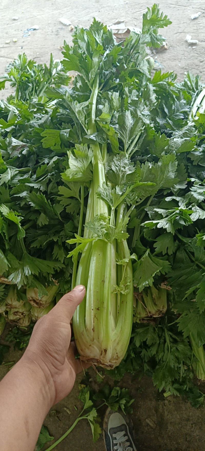 精品高原西芹大量上市立足产地，尽心尽力服务客商