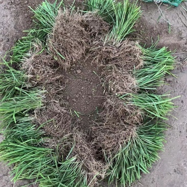 麦冬草坪草籽卫矛野花组合地被树苗常年供应