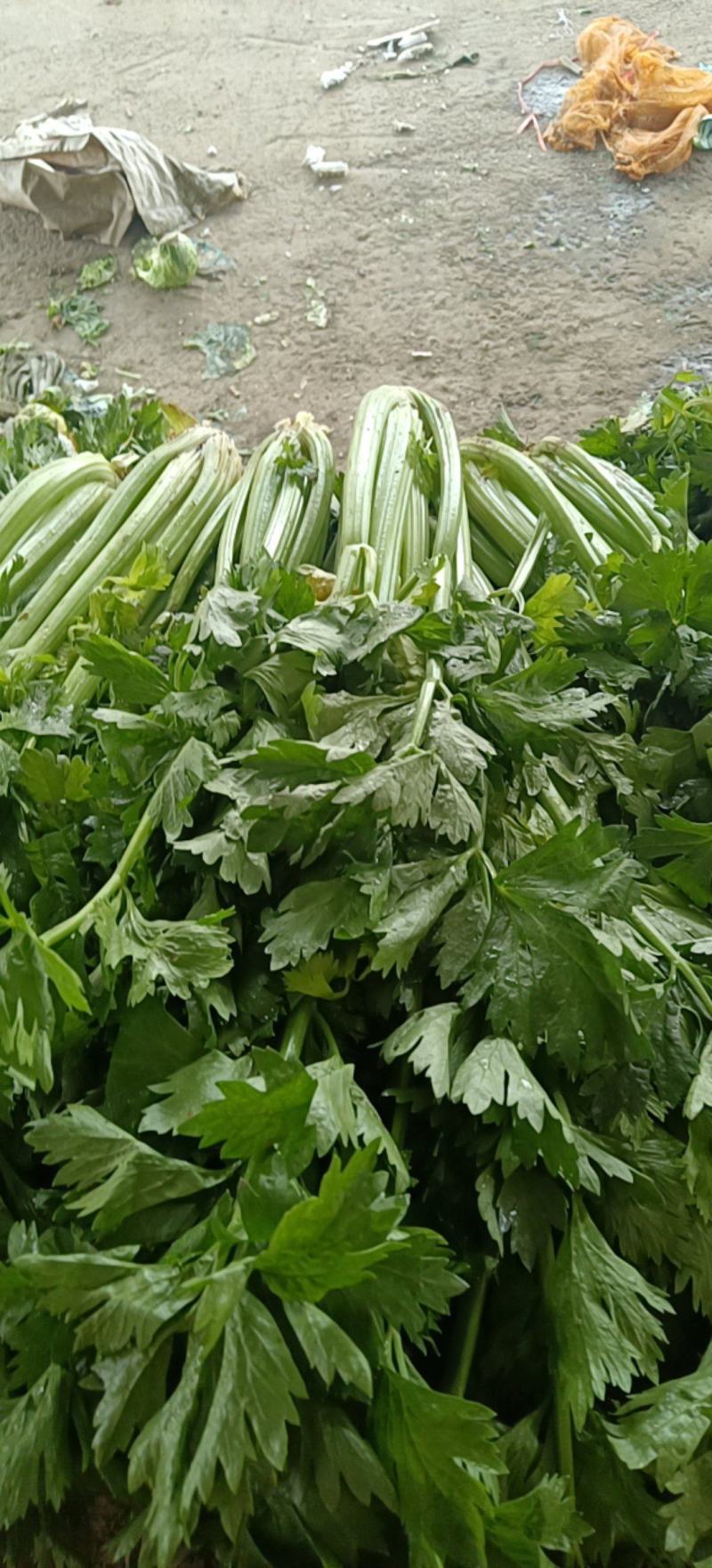 精品高原西芹大量上市立足产地，尽心尽力服务客商