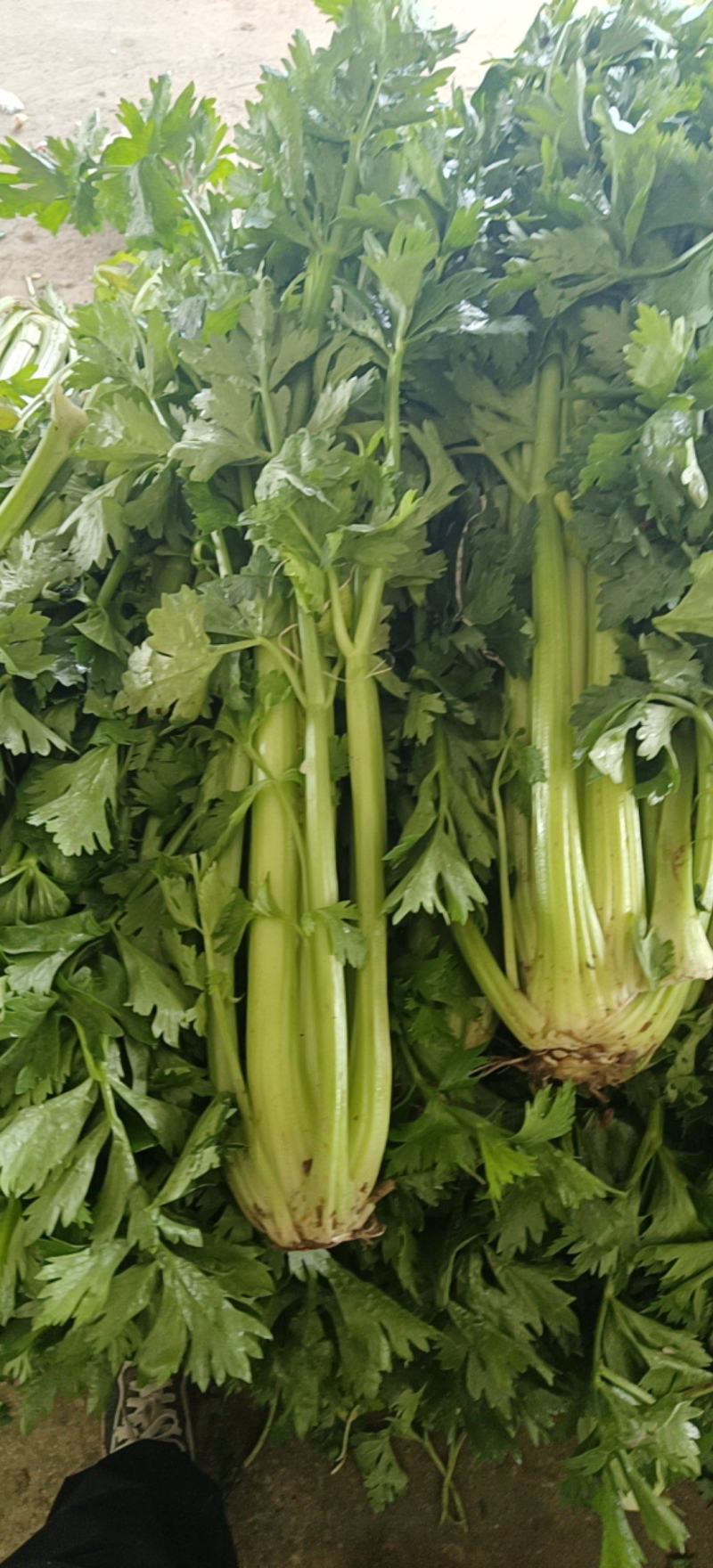 精品高原西芹大量上市立足产地，尽心尽力服务客商