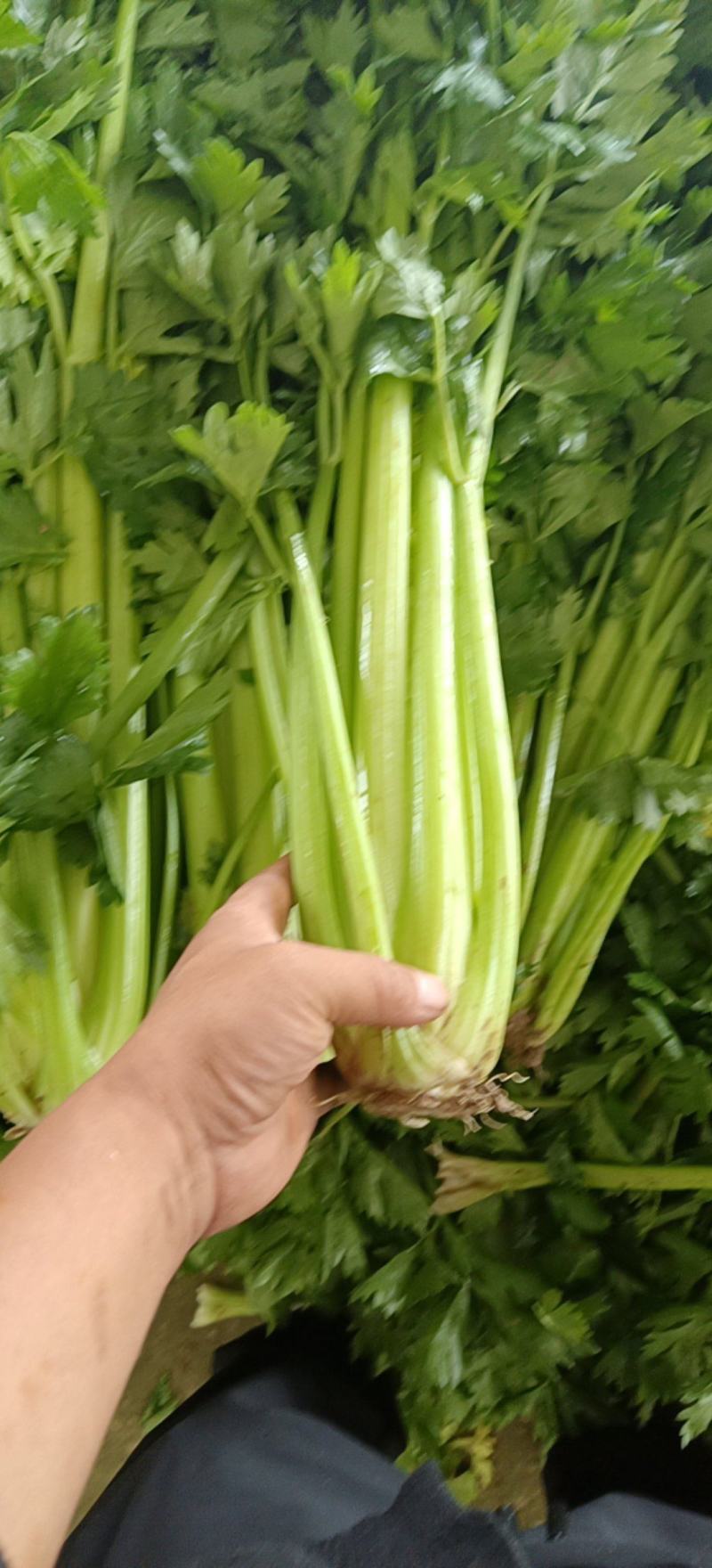 精品高原西芹大量上市立足产地，尽心尽力服务客商