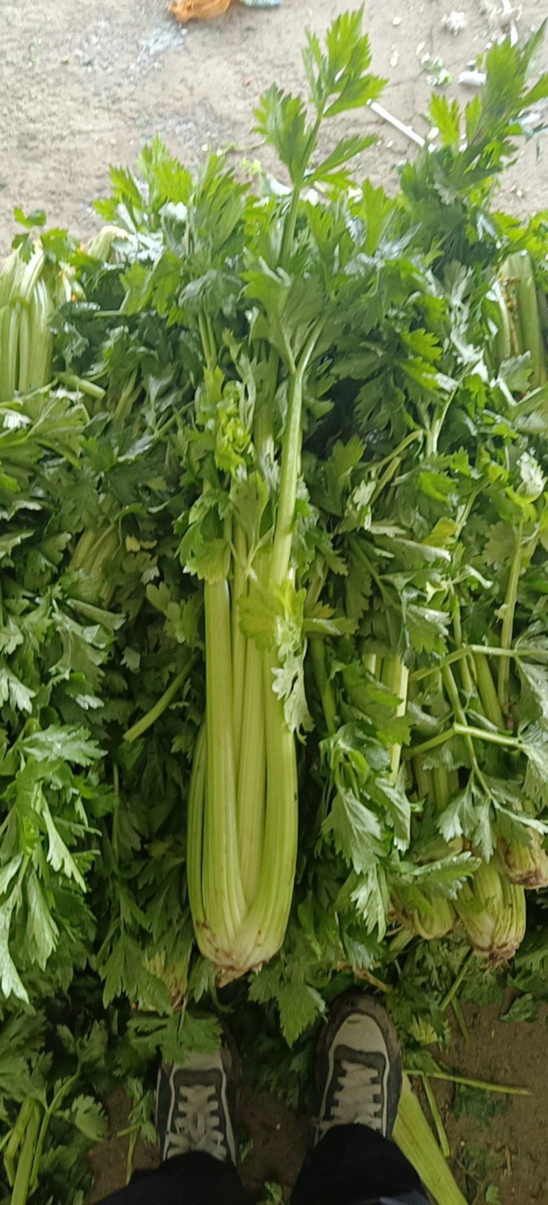 精品高原西芹大量上市立足产地，尽心尽力服务客商