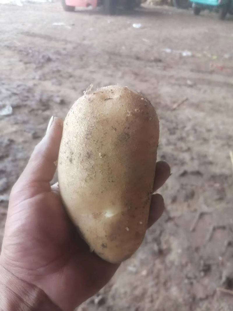 土豆希森大量上货产地一手货源全国发货质量保证
