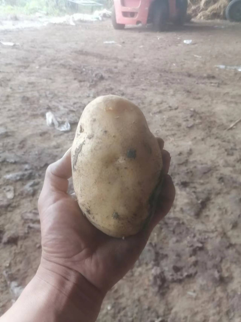 土豆希森大量上货产地一手货源全国发货质量保证