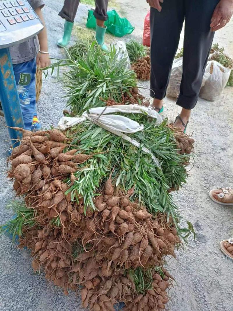 鸡头薯，猪仔笠，鲜货产地直销品质保证欢迎实地看货