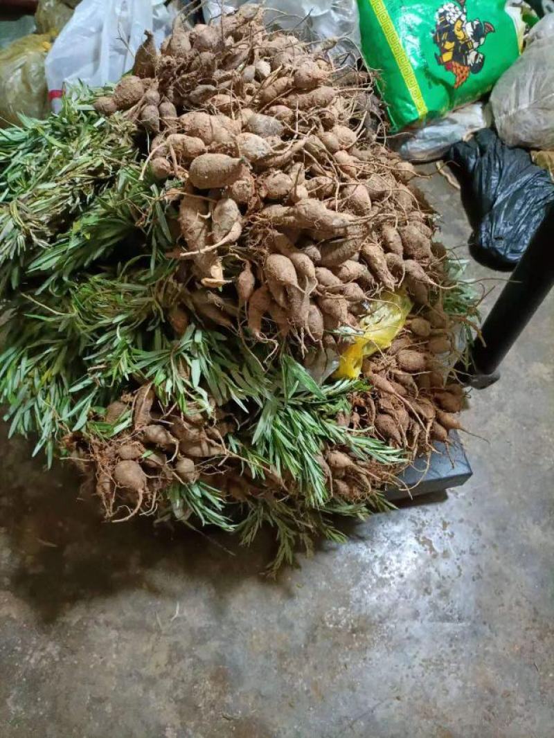 鸡头薯，猪仔笠，鲜货产地直销品质保证欢迎实地看货