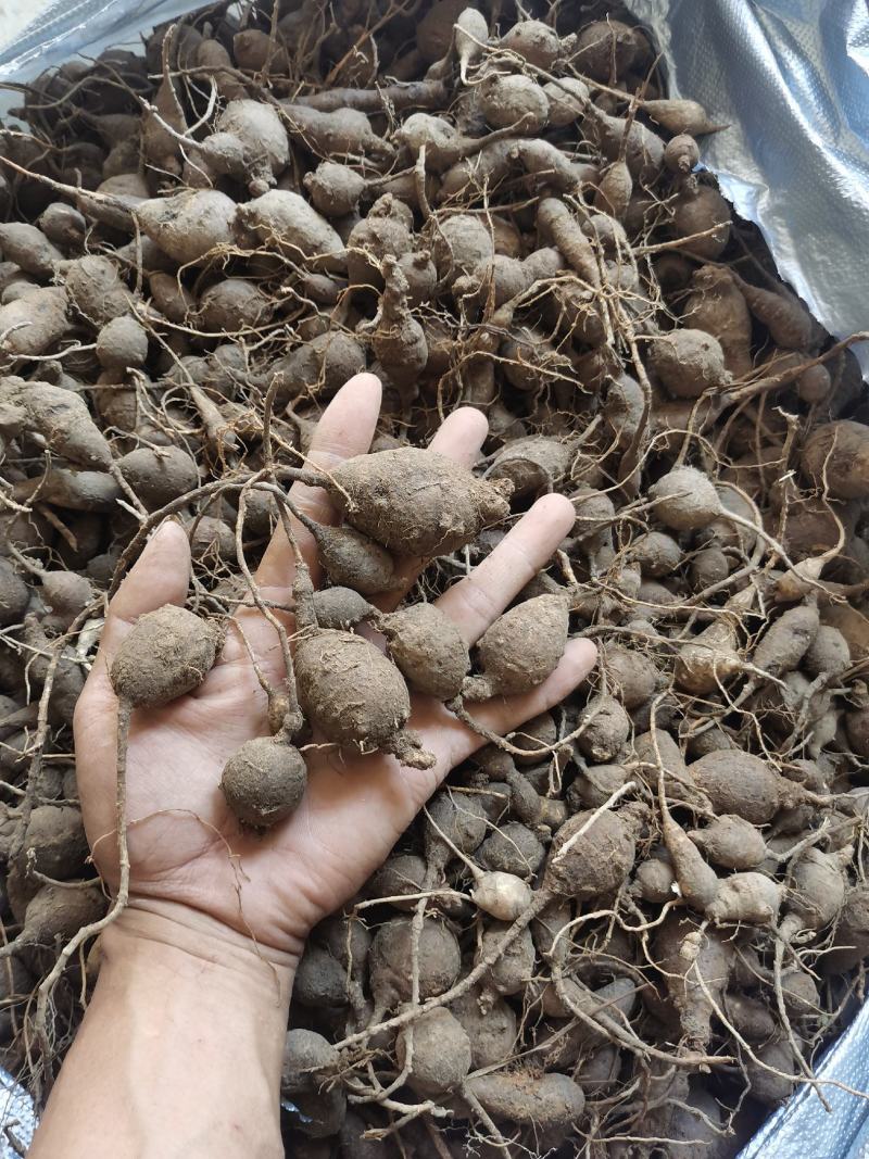 鸡头薯，猪仔笠，鲜货产地直销品质保证欢迎实地看货
