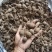 鸡头薯，猪仔笠，鲜货产地直销品质保证欢迎实地看货