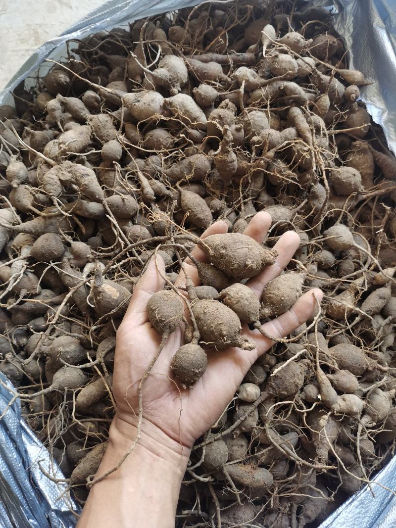 鸡头薯，猪仔笠，鲜货产地直销品质保证欢迎实地看货