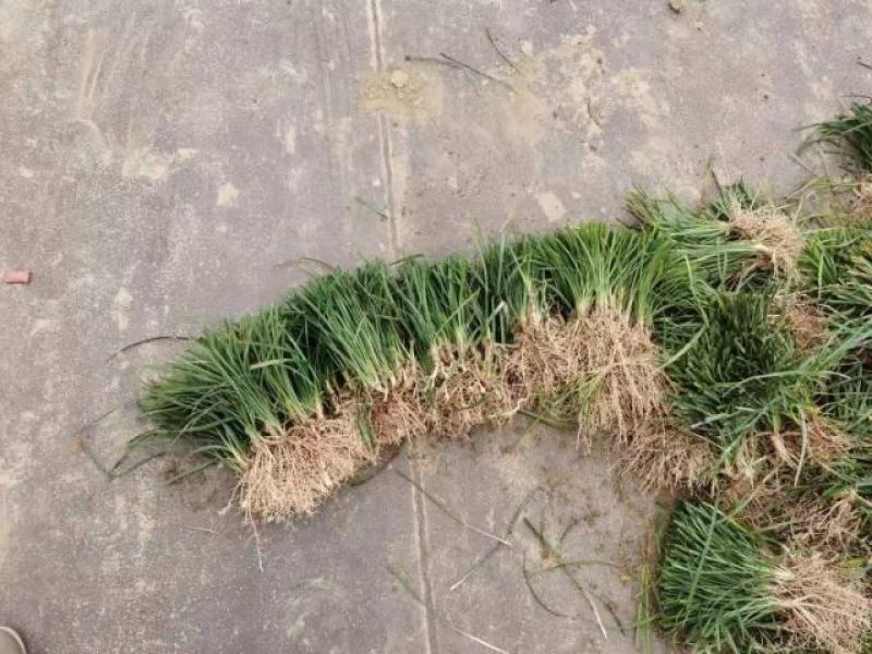 麦冬草坪草籽卫矛野花组合地被树苗常年供应