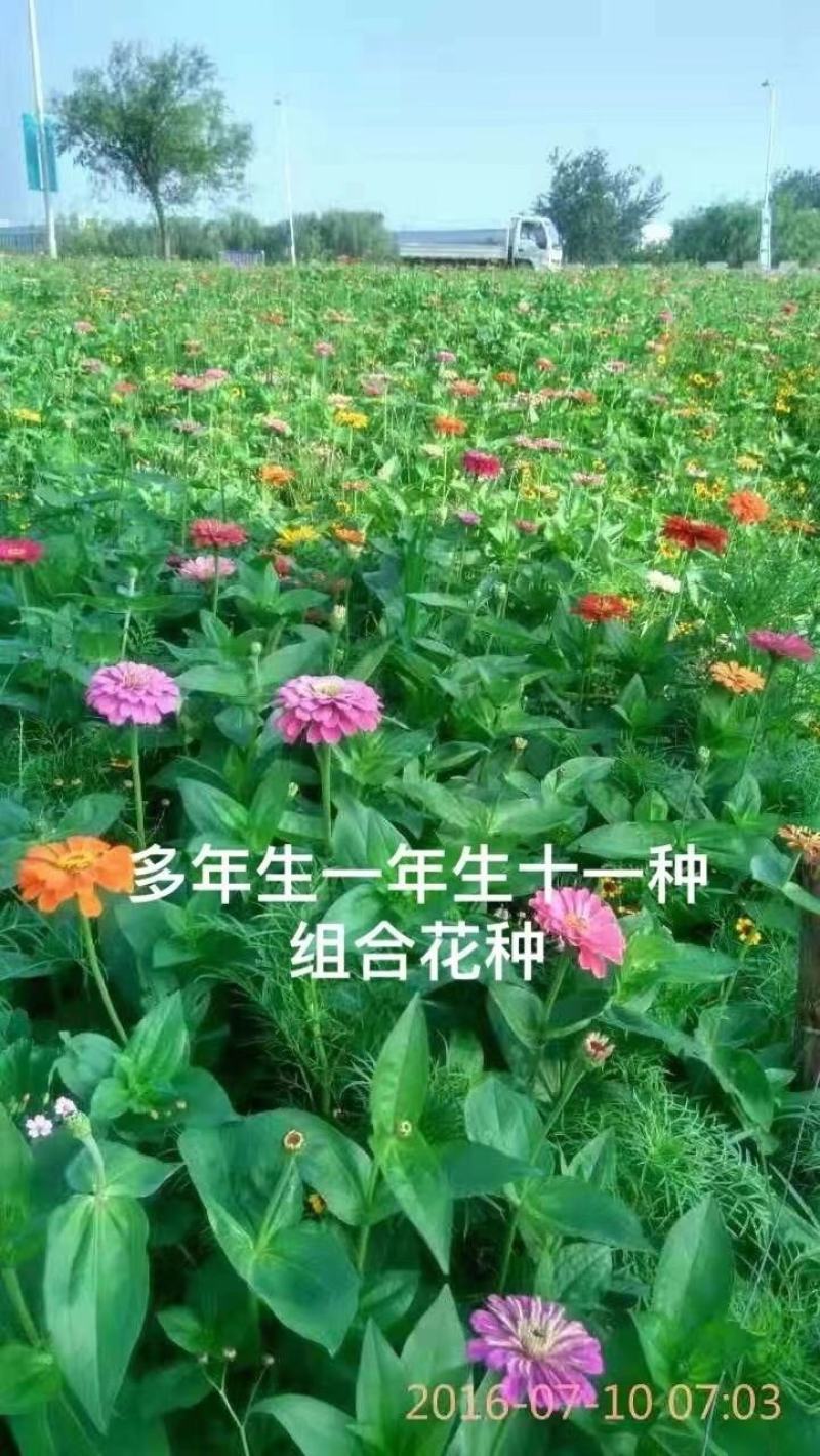 麦冬草坪草籽卫矛野花组合地被树苗常年供应