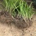 麦冬草坪草籽卫矛野花组合地被树苗常年供应