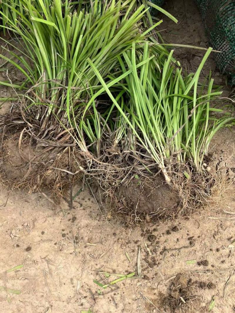麦冬草坪草籽卫矛野花组合地被树苗常年供应