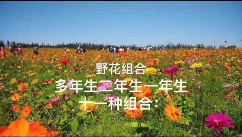 麦冬草坪草籽卫矛野花组合地被树苗常年供应