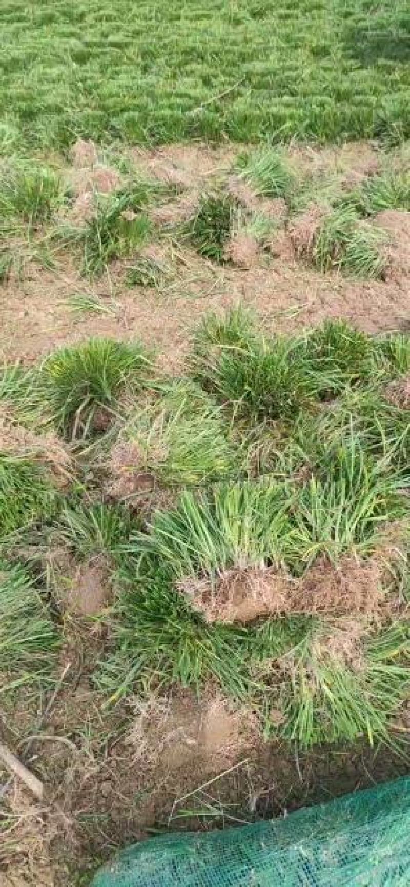麦冬草坪草籽卫矛野花组合地被树苗常年供应