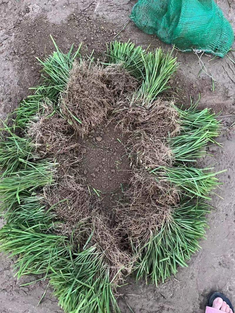 麦冬草坪草籽卫矛野花组合地被树苗常年供应