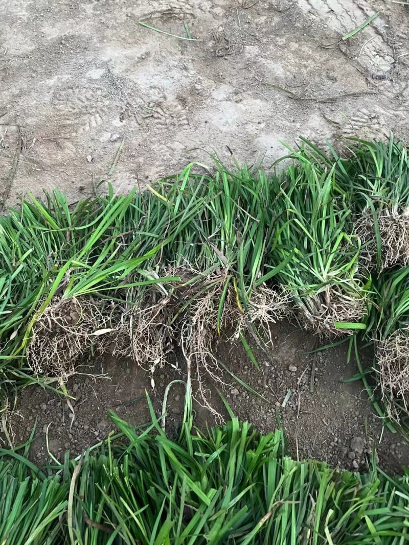 麦冬草坪草籽卫矛野花组合地被树苗常年供应