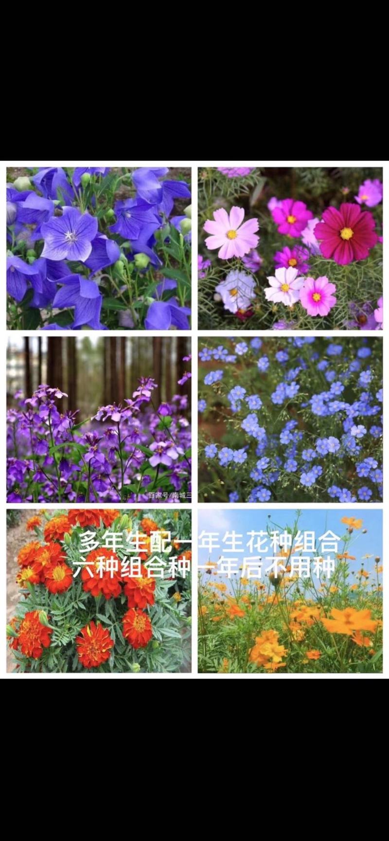 麦冬草坪草籽卫矛野花组合地被树苗常年供应