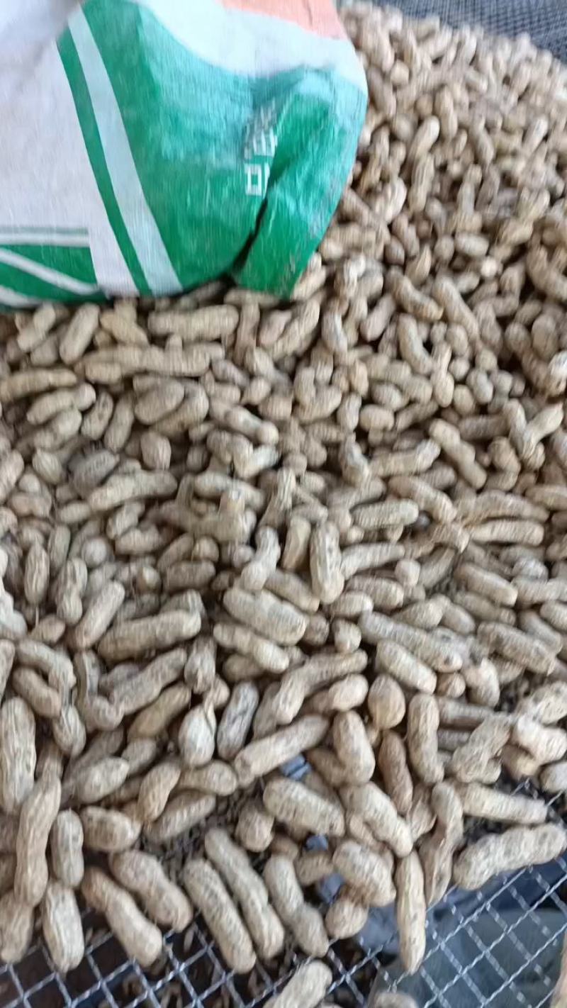 花生，四粒红鲜花生，大白鲨，精选过筛，果粒饱满，供应商超