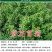 墨西哥玉米草种子畜禽猪牛羊鸡鸭鹅鱼兔牧草青贮饲用牧草